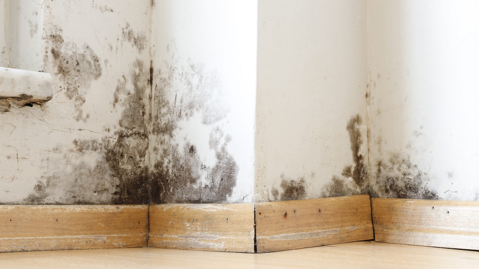 Black mold patches spreading across a white painted wall just above a wooden baseboard in a damp room