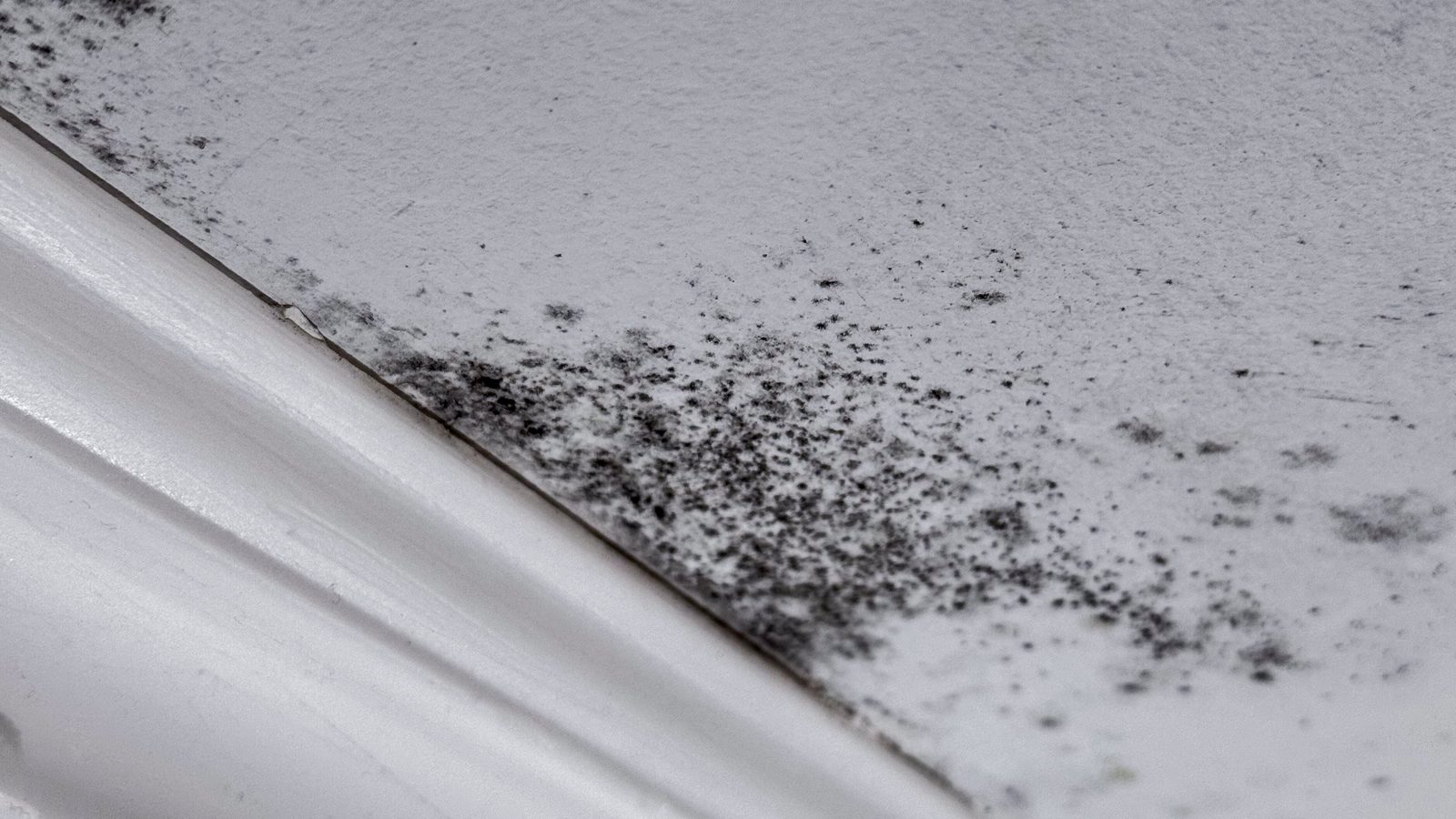 Black mold spots spreading across a white ceiling beside the crown molding after a slow leak